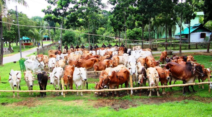 মিয়ানমার থেকে অবৈধপথে আনা ৭৫টি গরু জব্দ